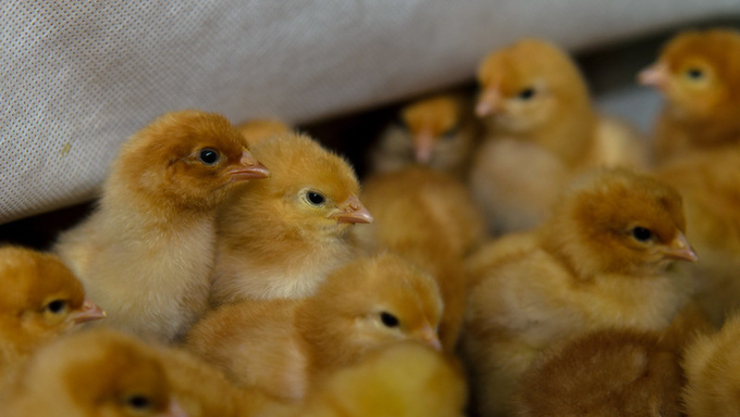 화성특례시, 전국 살처분 마릿수 4위 (4만 마리)